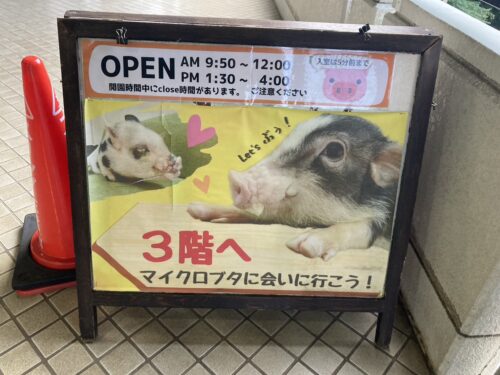 市川市動植物園マイクロブタふれあい